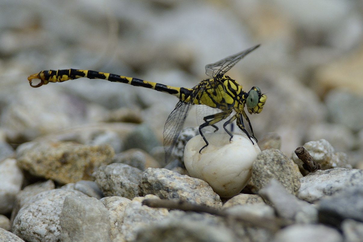 Onychogomphus forcipatus m.